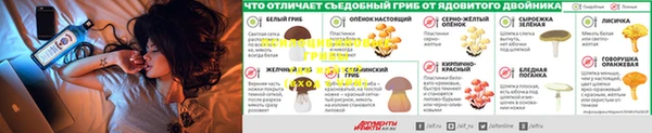 прущие грибы Балахна